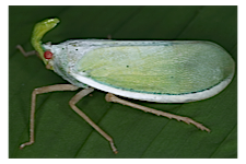 FLOW planthopper fulgoroidea fulgoromorpha insect